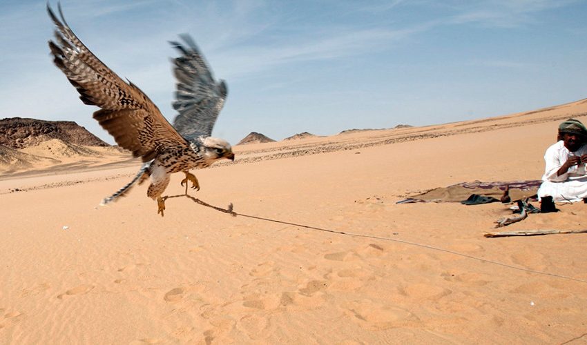  Ministry of Interiors: investigation of Qatari hunters’ case reaches advanced stage