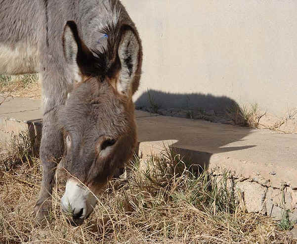  Islamic State militants die booby-trapping donkey in Kirkuk