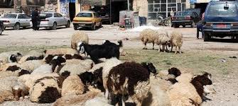  Islamic State seizes “apostates-owned” sheep in Salahuddin