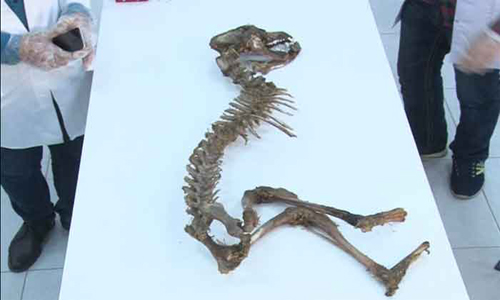  Iraqi Kurdistan university examining unusual skeleton found by civilians