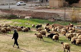  Islamic State members disguised in shepherds clothes, west of Anbar: Source