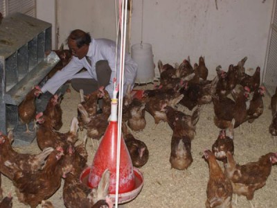  Iraq widens poultry import ban to Serbia, Finland and Britain