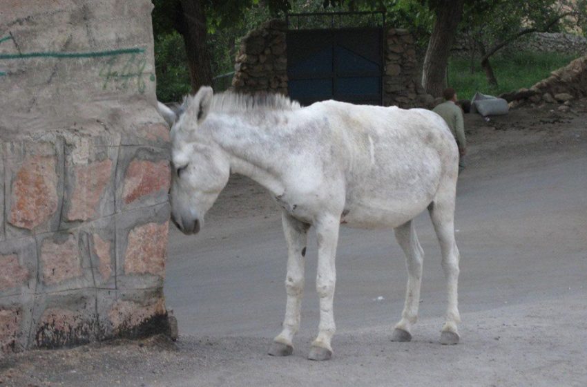  ISIS leader’s photos spread on donkeys in Mosul