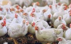  One more infected case with bird flu recorded in Iraq’s Diyala
