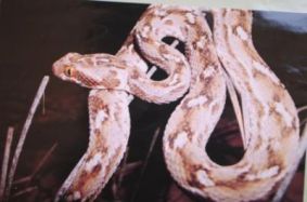  Deadly snakes attack final exam centers in Dhi-Qar