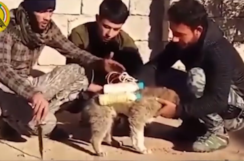  Video: ISIS ties bomb to puppy to target Iraqi militia forces in Mosul