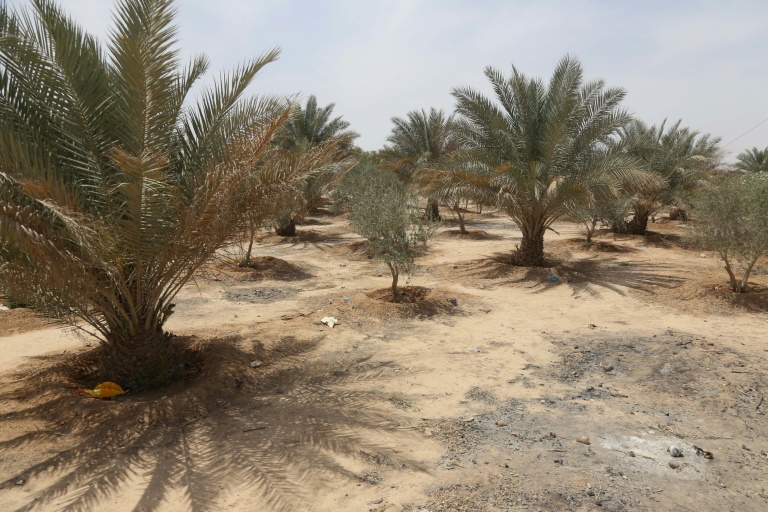  Iraq ‘green belt’ neglected in faltering climate fight