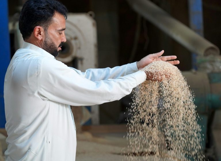  Iraq’s prized rice crop threatened by drought