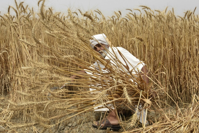  Wheat prices hit record high after Indian export ban