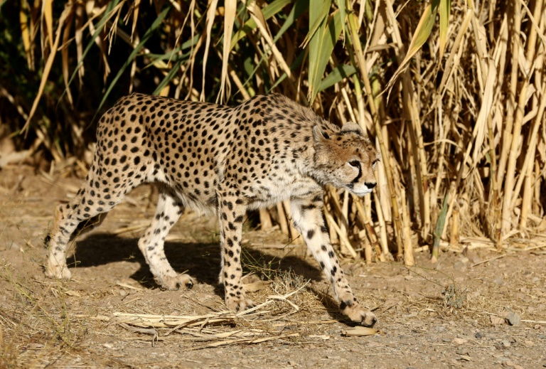  Second endangered cheetah cub dies in Iran: state media