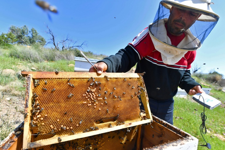  Hive mind: Tunisia beekeepers abuzz over early warning system