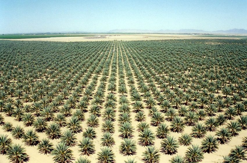  Iraq rejects Saudi initiative to plant 15 thousand square kilometers of Iraqi desert