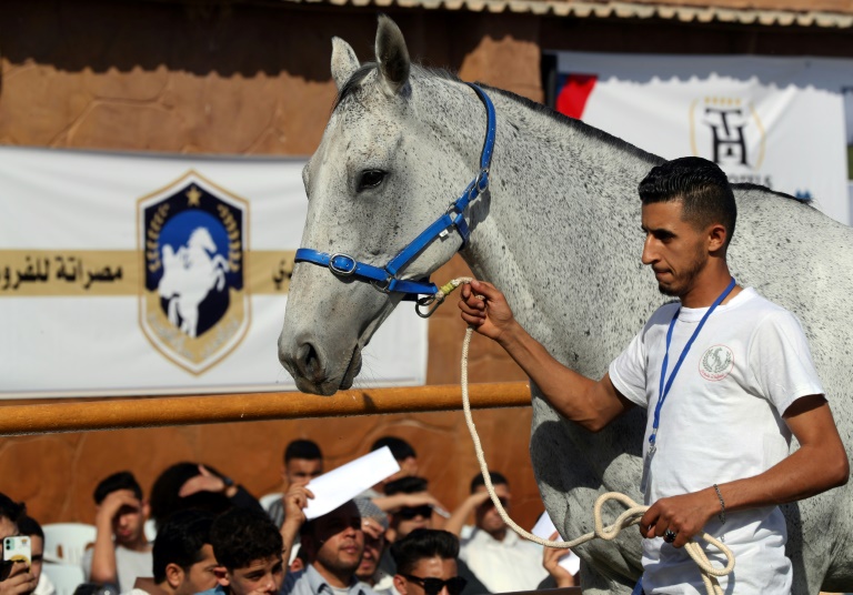  Auction gathers horse-lovers from across divided Libya