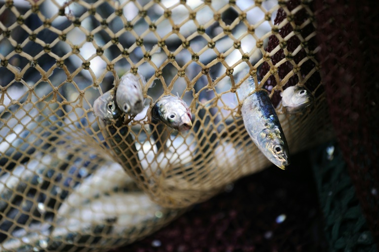  WTO floats fund to help net sustainable fishing deal