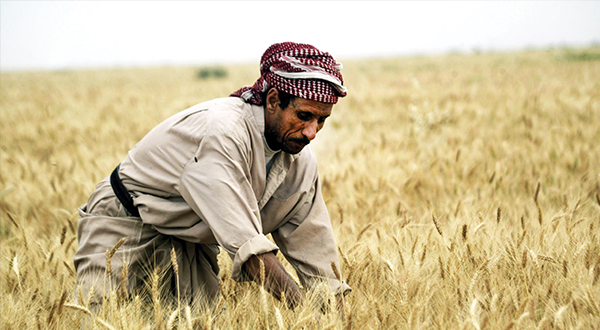  Iraq to import 1.5 million tons of wheat from Australia and America