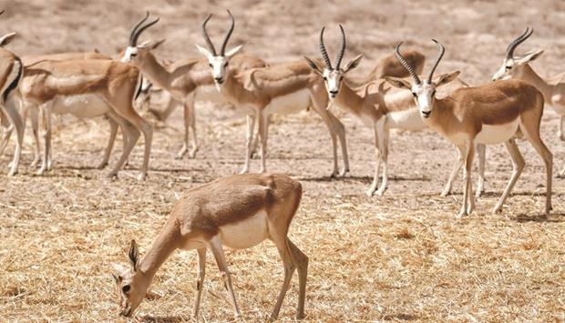  FAO attempts to prevent Rhim gazelles extinction in Iraq
