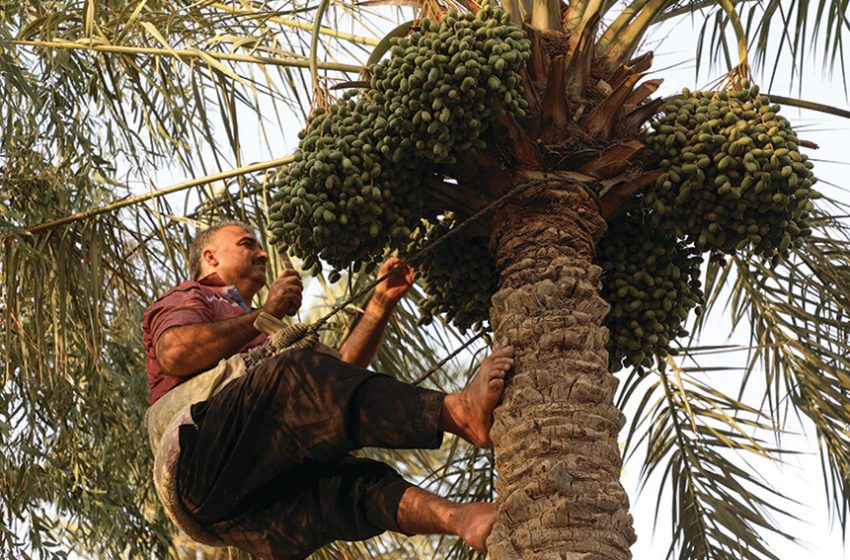  Saving Iraq’s national icon: date palms
