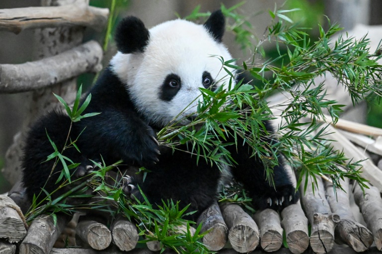  Fossil discovery solves mystery of how pandas became vegetarian