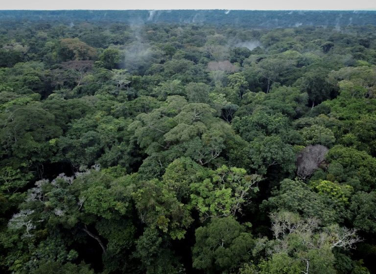  Scientists fight to protect DR Congo rainforest as threats increase
