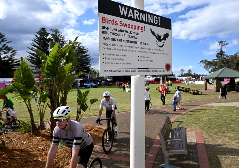  Cyclists on alert for swooping magpies at world titles