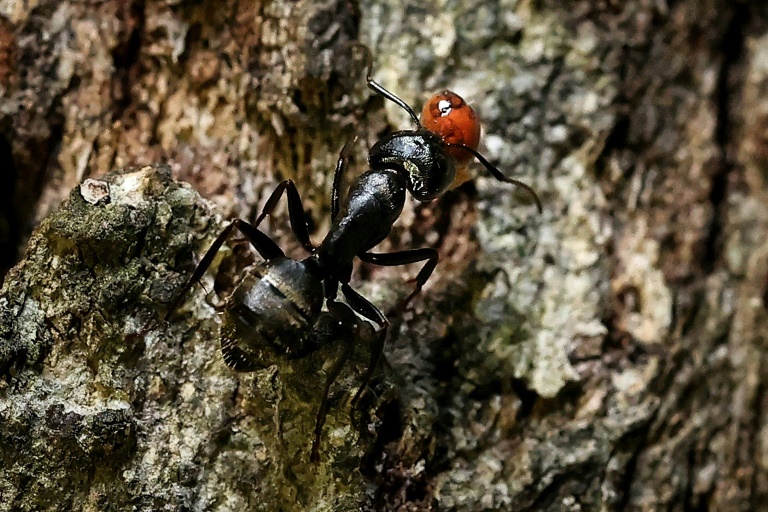  How many ants are on Earth? 20 quadrillion, study says