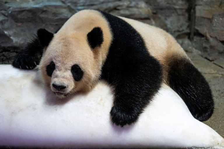  China gifts World Cup giant pandas to Qatar