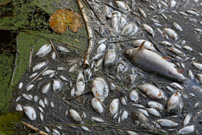  Poland blames toxic algae for Oder river fish kill