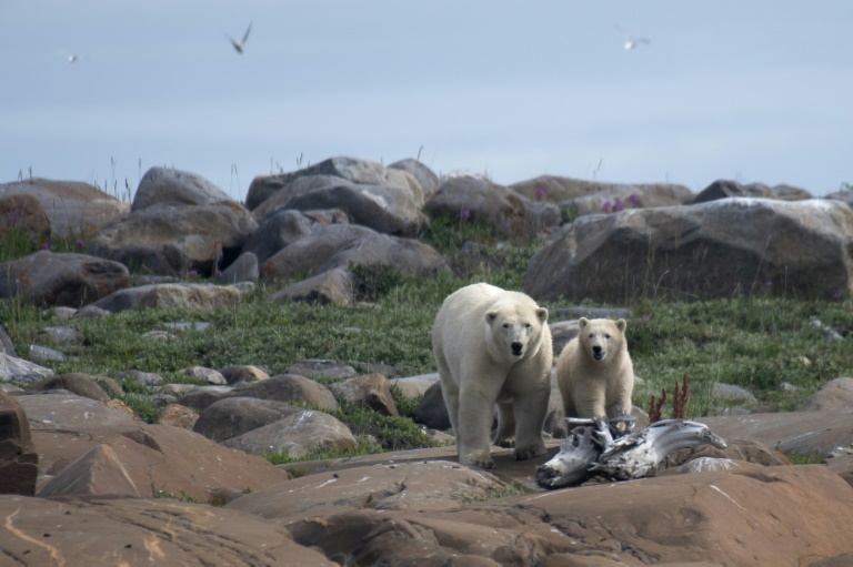  Receding ice leaves Canada’s polar bears at rising risk
