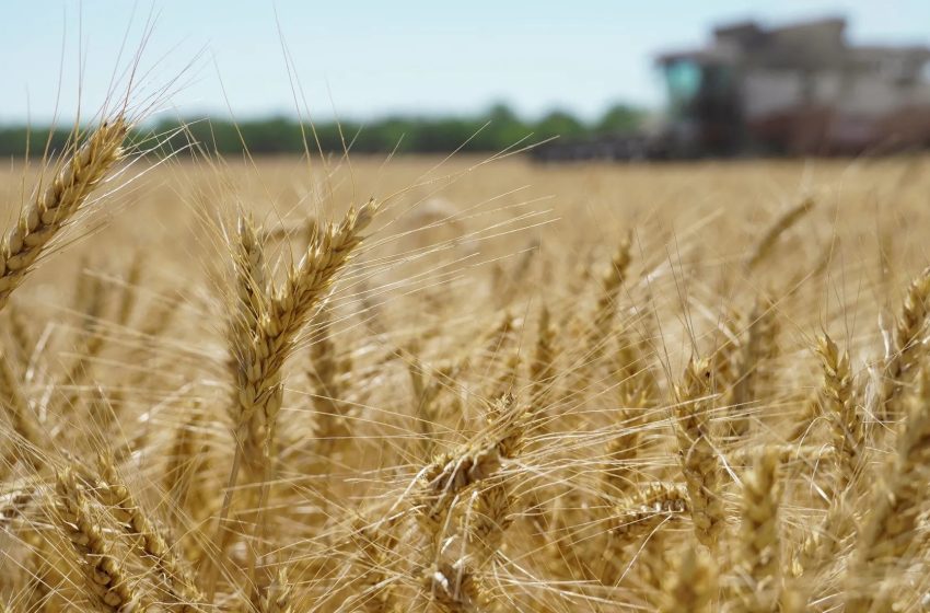  Iraq to increase wheat cultivation area