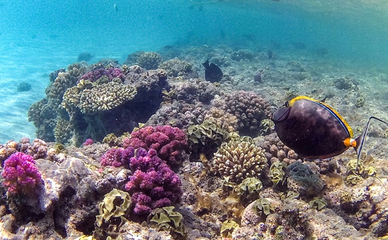  Heat-resilient Red Sea reefs offer last stand for corals
