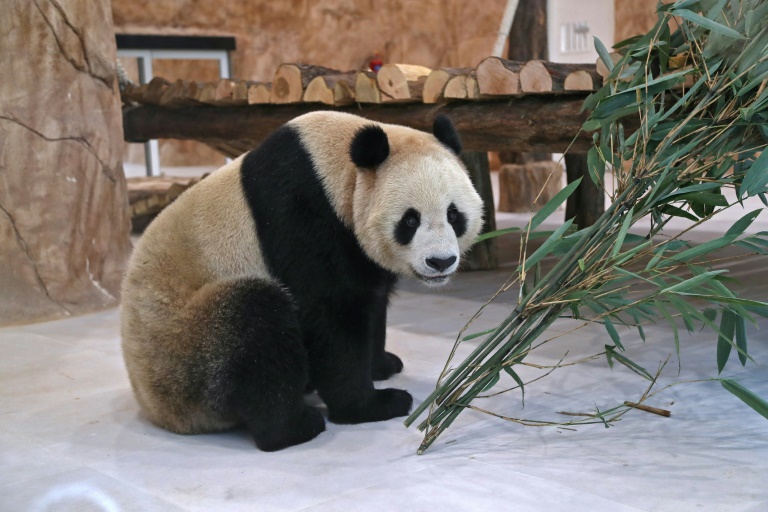  Qatar gets the Middle East’s first pandas