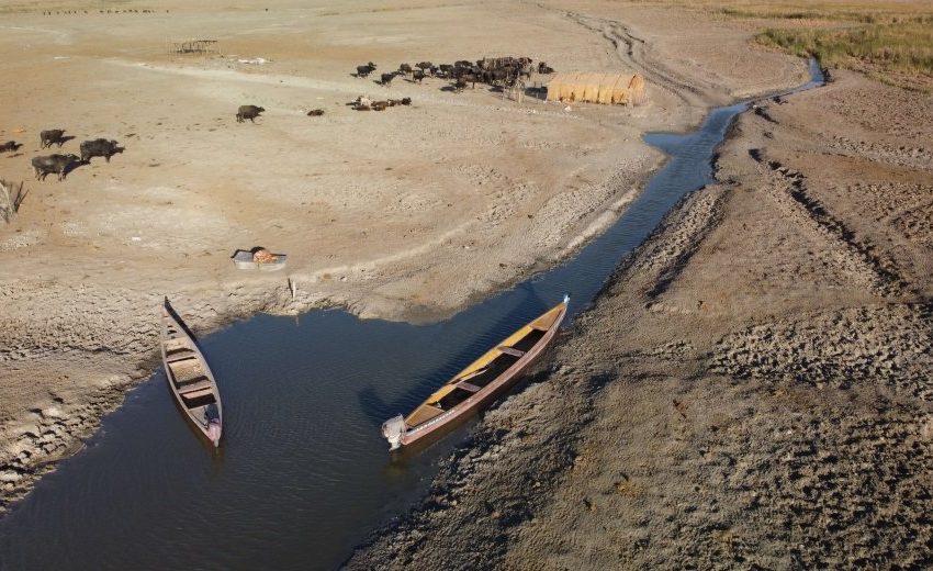  Alarming animal mortality rates in Iraq’s drying marshes
