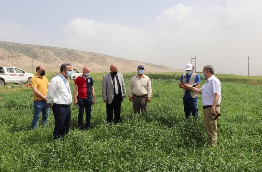  FAO Iraq supports farmers in Nineveh with forage seeds
