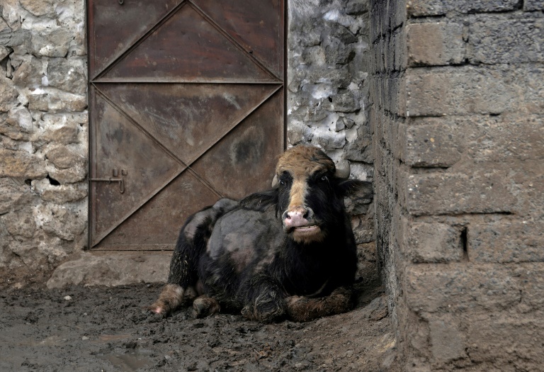  Livestock disease variant hits Iraq buffaloes