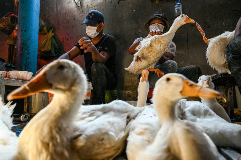  WHO concerned about bird flu after girl’s father tests positive