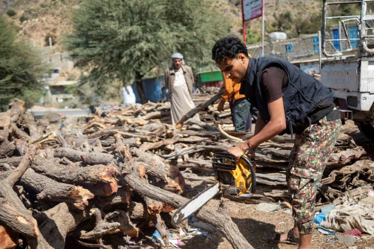  War-weary Yemenis fell trees for fuel, cash