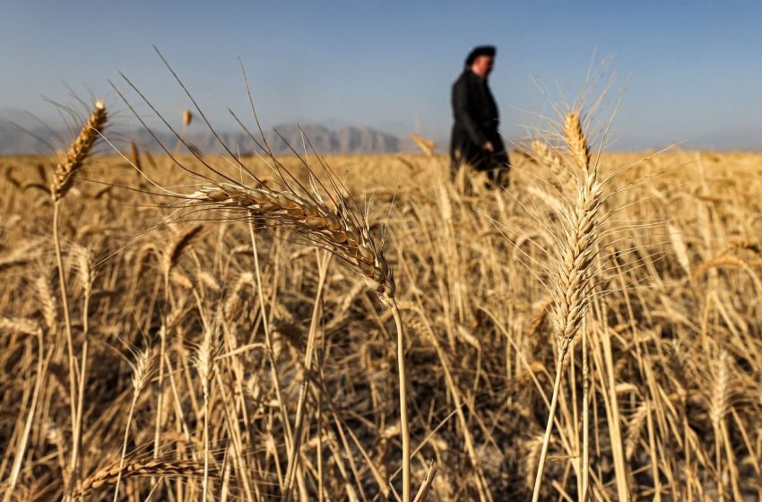  Iraq to increase wheat production by 60% in 2023