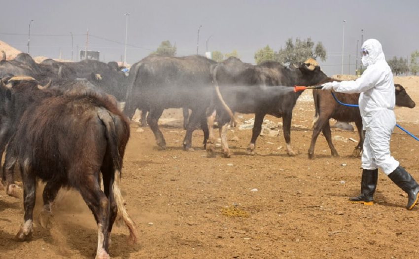  China bans grazing animal imports from Iraq