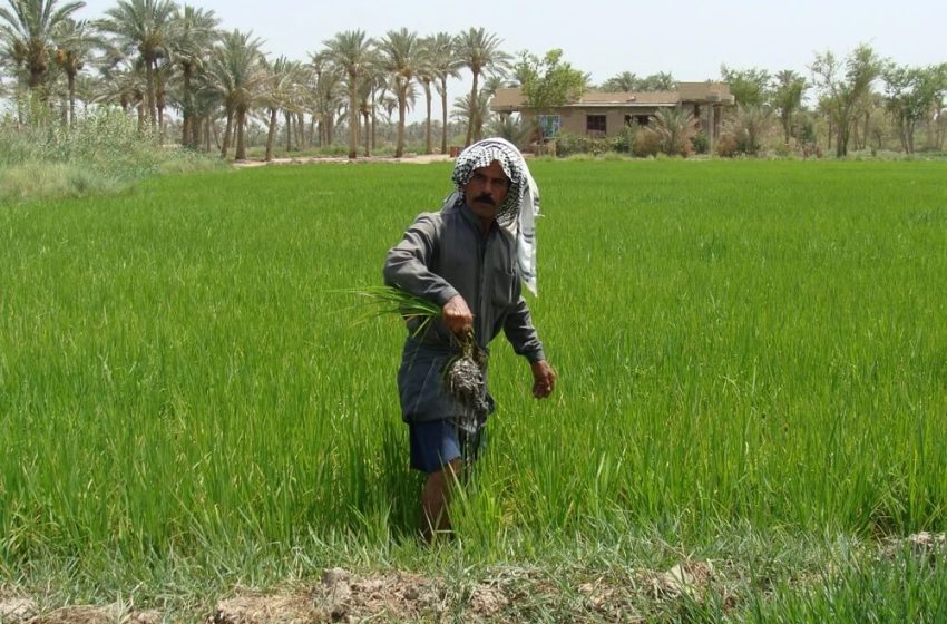  Canada supports agriculture in southern Iraq