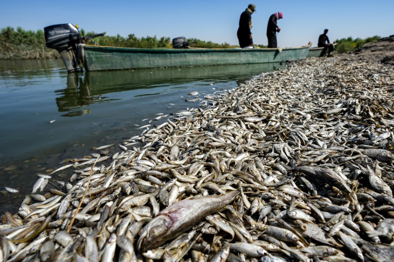  Iraq’s Agriculture Ministry to investigate fish deaths