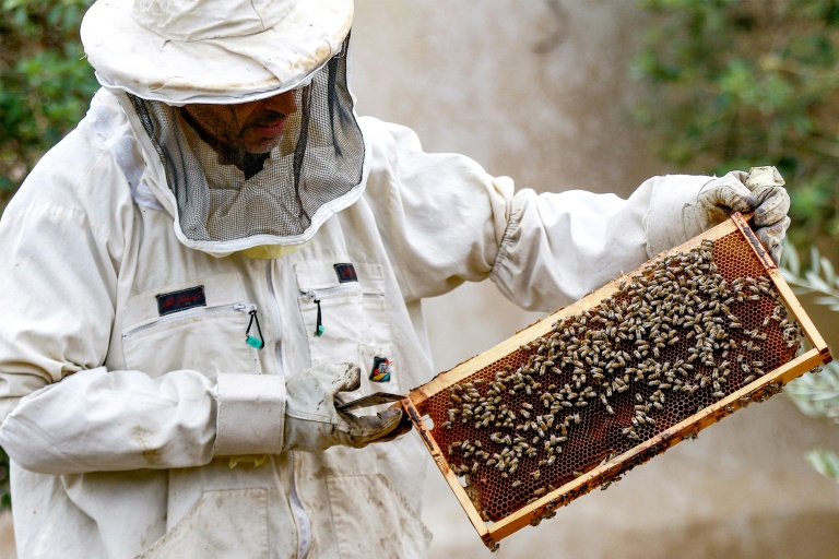  Jordan’s beekeepers busy as honey demand soars
