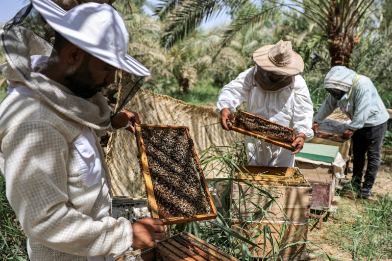  Iraq’s honey production gets hit by rising heat, drought