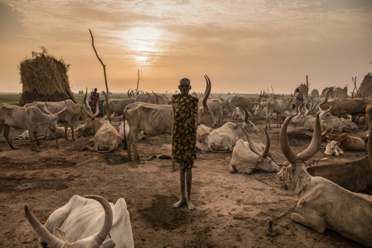  Heat stress could threaten health of one billion cows