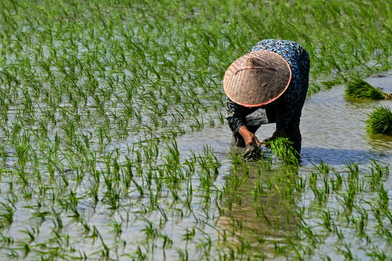  Global rice prices hit 15-year high after India curbs: FAO