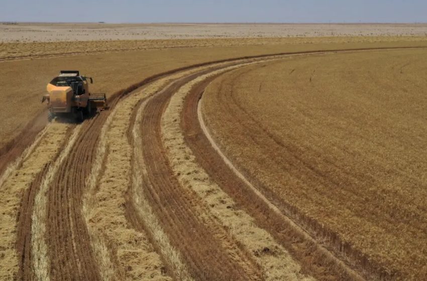  Iraq’s reserves of wheat sufficient for one year