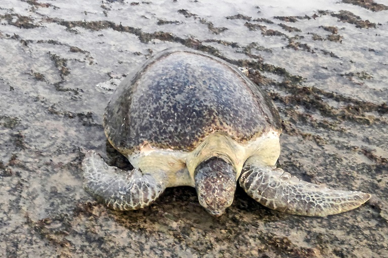  Warming beaches threaten Yemen sea turtles’ future