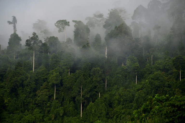  World ‘failing’ on pledge to stop deforestation by 2030