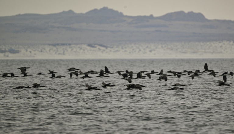  Bird flu detected in Antarctica region for first time