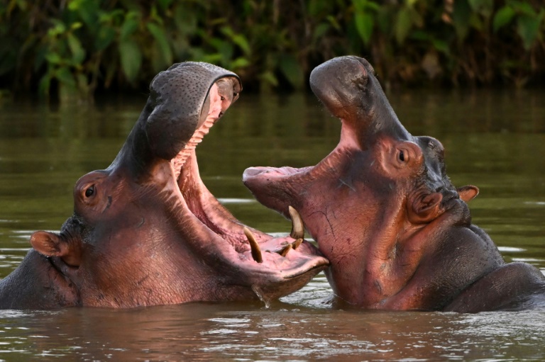  Colombia to cull some of Pablo Escobar’s hippos