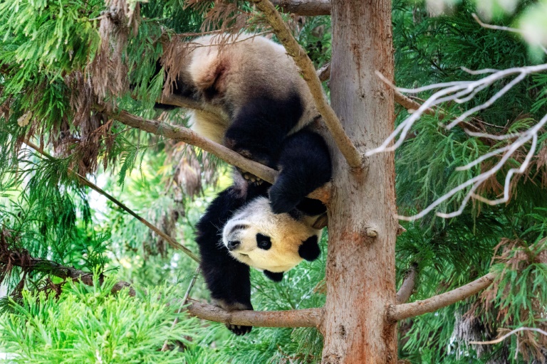 Pandas could return to US after Xi-Biden summit